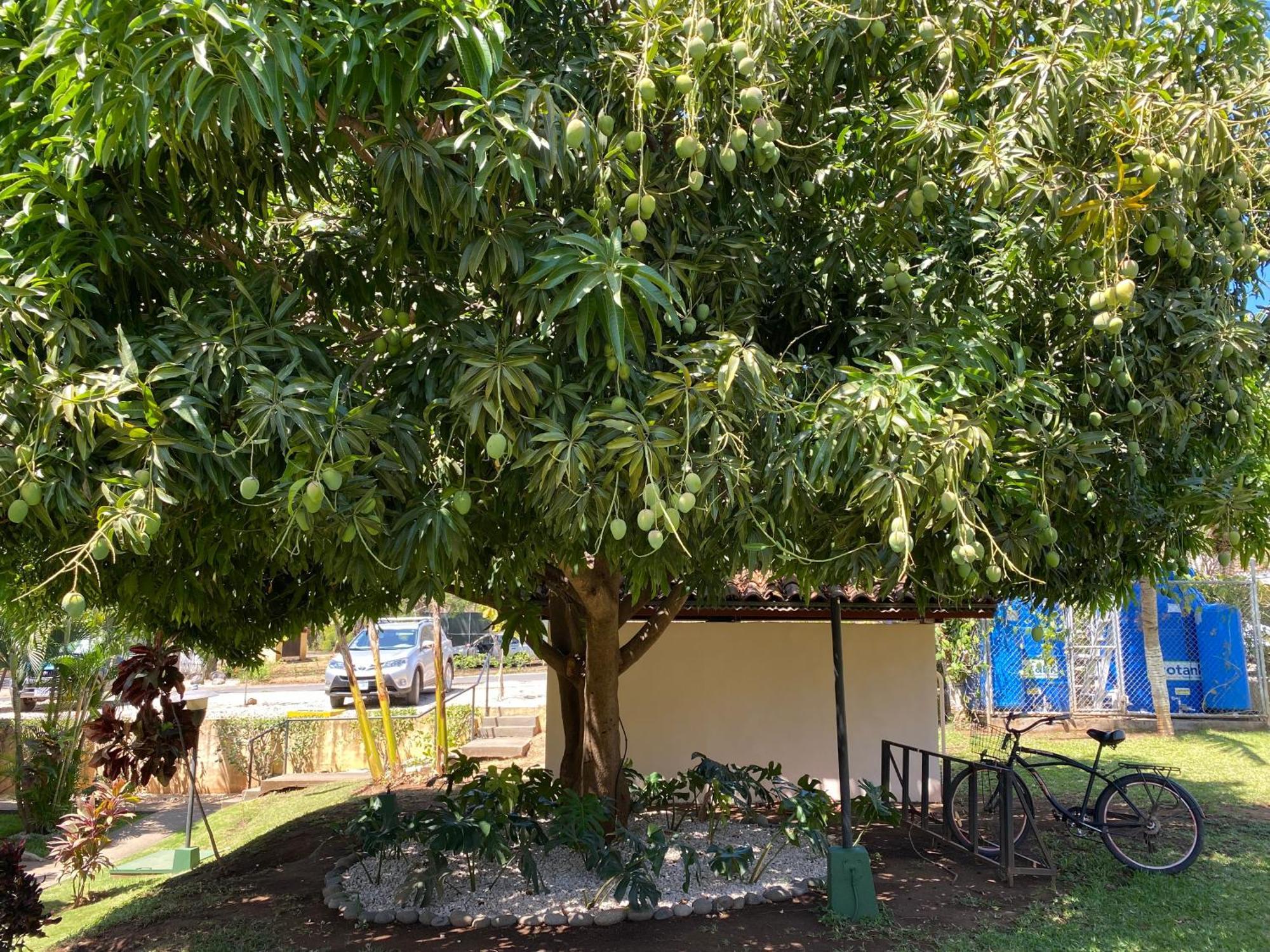 קוקו Tucan Studio Ocotal חדר תמונה